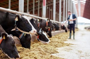 Read more about the article Enzymes in the Animal Feed Industry: Challenges, Types, and Future Applications