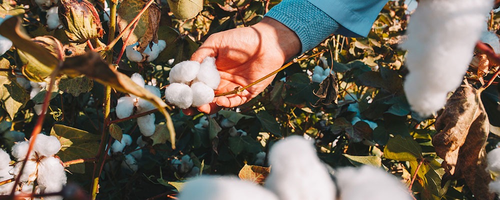 Read more about the article Replacing Harsh Chemicals with Enzymes in Cotton Mercerisation