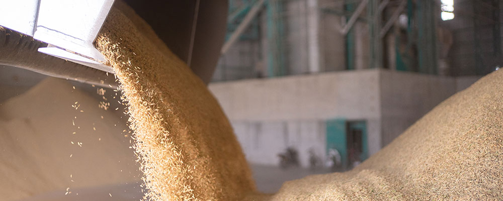 You are currently viewing How Enzymes Reduce Ash Content for Cleaner Wheat Milling