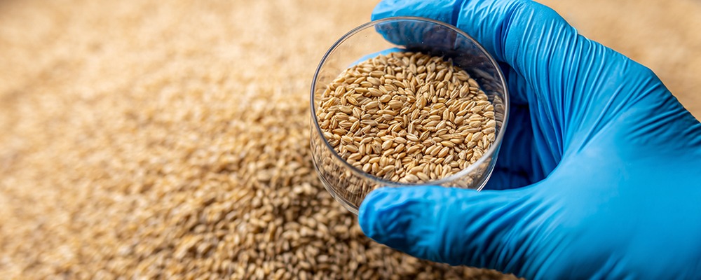 Read more about the article Choosing the Right Enzyme for Efficient Grain Starch Breakdown