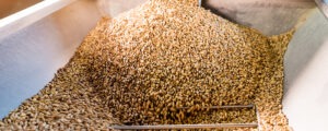Read more about the article Streamlining Grain Mash Processing with Tailored Enzyme Formulations