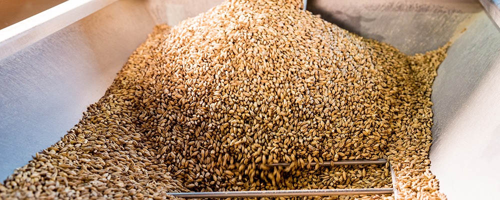 Read more about the article Streamlining Grain Mash Processing with Tailored Enzyme Formulations