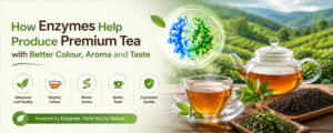 Read more about the article How Enzymes Help Produce Premium Tea with Better Colour, Aroma and Taste