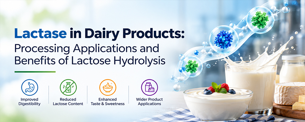 Read more about the article Lactase in Dairy Products: Processing Applications and Benefits of Lactose Hydrolysis